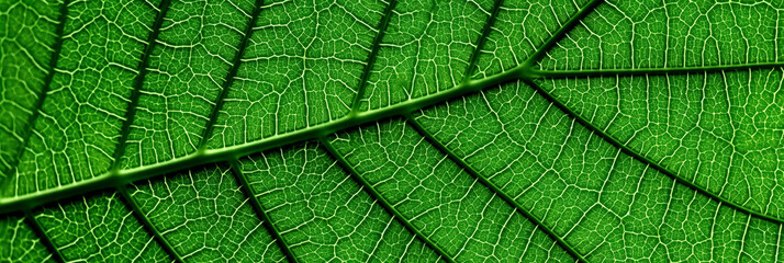 Close up leaf. Macro nature. a green leaf has a lot of veins	