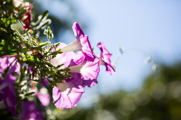 Canvas Print - Morning glory - Ipomoea purpurea flower in natural habitat