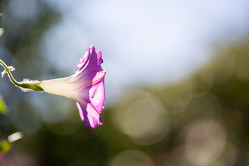 Canvas Print - Morning glory - Ipomoea purpurea flower in natural habitat