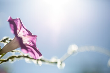 Canvas Print - Morning glory - Ipomoea purpurea flower in natural habitat