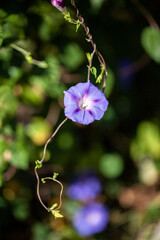 Canvas Print - Morning glory - Ipomoea purpurea flower in natural habitat