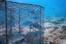 Underwater Fish Trap, Fishes Inside Trap
