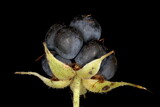 Dewberry (Rubus caesius). Fruit Closeup