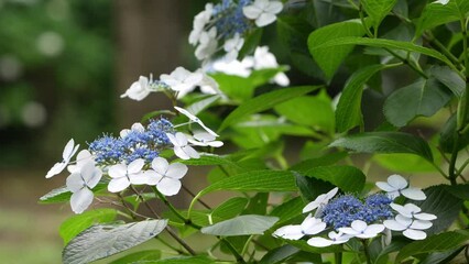 Wall Mural - lacecap hydrangea in a forest