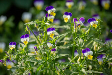 Wild Pansy - Viola Tricolor - Beautiful Plant And Flowers