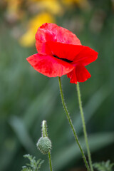 Canvas Print - Corn poppy - papver rhoeas - beautiful flower