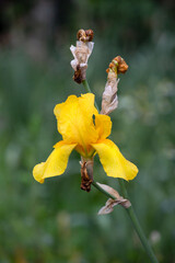 Wall Mural - Bearded iris - Iris germanica - beauitful flower