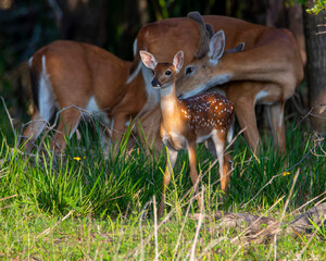 Sticker - WhiteTail Deer Buck and Fawn