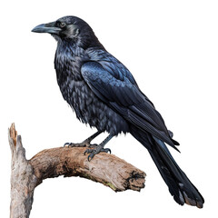 portrait of a raven on a branch, isolated on transparent background, , generative ai	