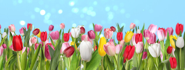  Many beautiful tulips on light blue background, bokeh effect. Banner design