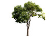 © Warawut - Isolated image of a tree on a png file at transparent background.