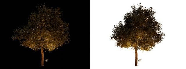 isolated, cutout, hires citrus tree night scene with uplight in transparent background, best for parking landscape design, best for night render visualisation, post production and compositing.
