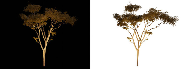 isolated, cutout, hires corymbia tree night scene with uplight in transparent background, best for parking landscape design, best for night render visualisation, post production and compositing.