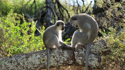 Wall Mural - A pair of vervet monkeys (Cercopithecus aethiops) grooming in a tree, South Africa