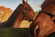 © Andrew Kornylak - Two brown horses with bridles in a field and brown fence, closeup