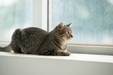 Fototapeta Koty - portrait of feline. petting tabby cat in white clean home beside hugh glass window lying down on stairs