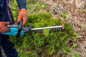 Wall Mural - Hedge trimmer cutting bushes. Making niwaki. Male gardener works with professional gardening tools in the backyard. Topiary. Close-up.