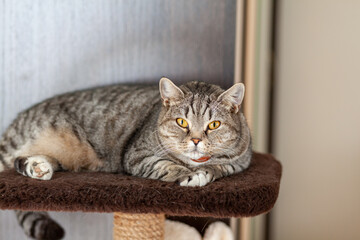 Wall Mural - Beautiful striped gray cat. The domestic cat sits or lies in its place. Cat in the home interior. Image for veterinary clinics, sites about cats. selective focus