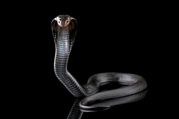 Wall Mural - Javanese cobra snake isolated on black background, snake habitat in Java Indonesia, Naja sputatrix