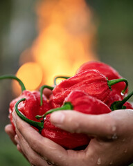Poster - Fiery red Habanero pepper in palms of woman. Harvest of peppers on background of fire. Spicy food. Mexican cuisine. Farmer is holding peppers. Growing plants. Top view. Close-up. Soft focus. 