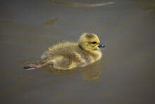 Cute Goose Hatchling In Water 