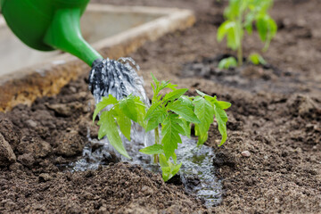 Wall Mural - Watering tomatoes with a watering can in the garden