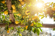 Lemons Growing In A Sunny Garden On Amalfi Coast In Italy