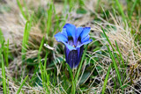 Fototapeta Sawanna - Gentiana clusii, commonly known as flower of the sweet-lady or Clusius' gentian          