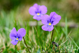Fototapeta Sawanna - Viola calcarate a species of genus Viola        