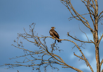 bird of prey - black hawk sits on a branch of a dry tree against the blue sky