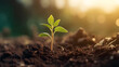 © qOppi - Close up of the seedling are growing from the rich soil, Ecology concept. Generative Ai.