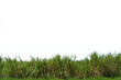 grass, lawn, wild sugarcane grass, background removed, 