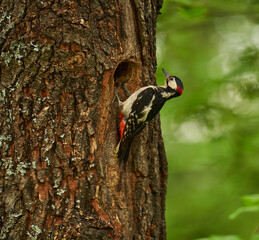 Woodpecker by the nest in the tree