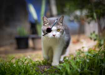 Wall Mural - Scottish fold cat walking in the garden with green grass. Tabby blue cat looking at something in the park with wearing sunglasses.