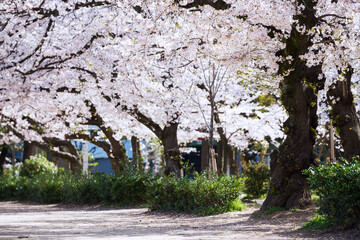 Sticker - 靭公園の春