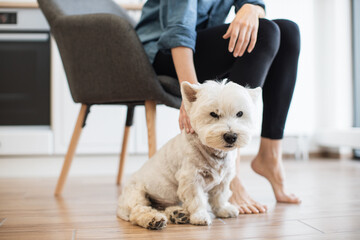 Wall Mural - Cropped view of young barefoot female stroking small white Westie while relaxing in soft chair on kitchen background. Loving family dog sitting quietly near owner on wooden floor of bright room.