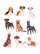 Large Dog Breeds collection. Vector illustration of funny cartoon diverse purebred dogs in trendy flat style. Isolated on white.