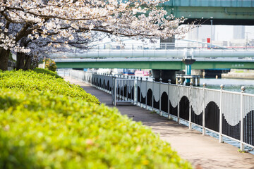 Canvas Print - 中之島遊歩道の春