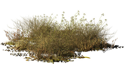 Wall Mural - dry plants in the desert, isolated on transparent background 