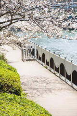 Canvas Print - 中之島遊歩道の春