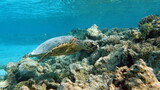 Fototapeta Do akwarium - Hawksbill sea turtle (CR species) Hawksbill Turtle - Eretmochelys imbricata.
Sea turtles . Great Reef Turtle .Bissa.
