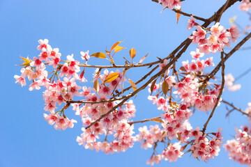 branches of wild himalayan cherry blossom flower on blue sky background