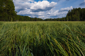 Wall Mural - large swamp with grass in field in forest on a cloudy summer day in Russia