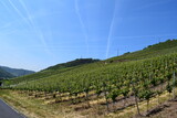 Fototapeta Tęcza - Steep Hillside Vineyards