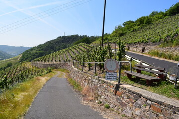 Poster - vineyard roads in the summer