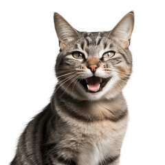 happy cat smiling, no background/transparent background