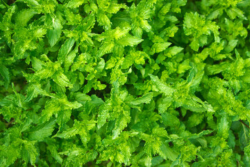 Poster - Mint bushes full screen. natural background