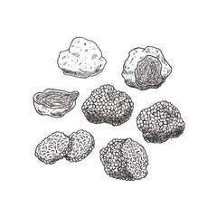 Wall Mural - truffle mushroom vintage illustration. engraved style.