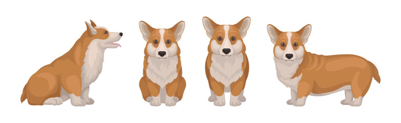 Sticker - Welsh Corgi Dog with Short Legs in Different Poses Vector Set