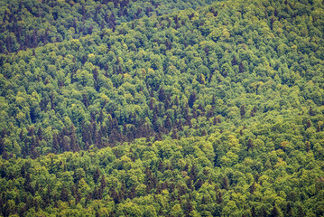 Sticker - Mountains covered with mixed forest seen from Wetlina Polonyna in Bieszczady Mountains, Poland